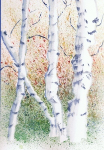 birch-tree